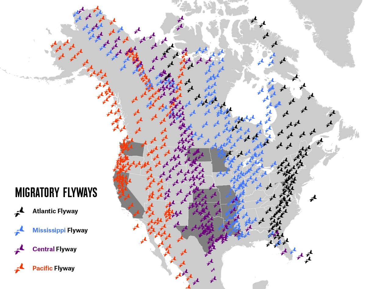 A map of the Migratory Flyways.