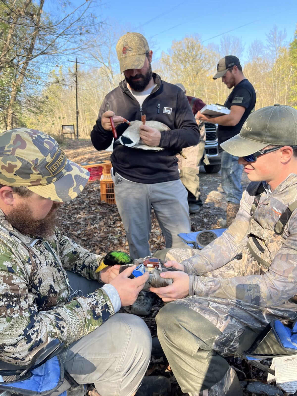 The Cohen Lab team fit a mallard with a GPS transmitter.