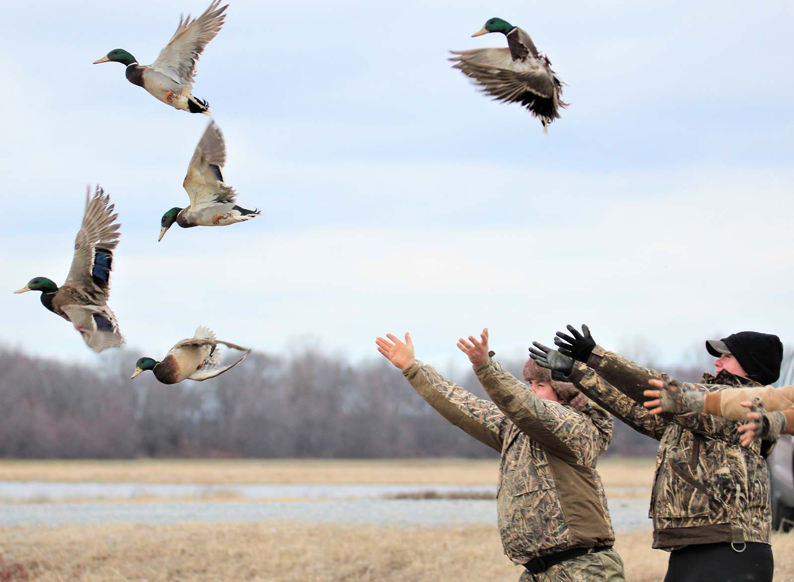 Two researchers release mallards into the air.
