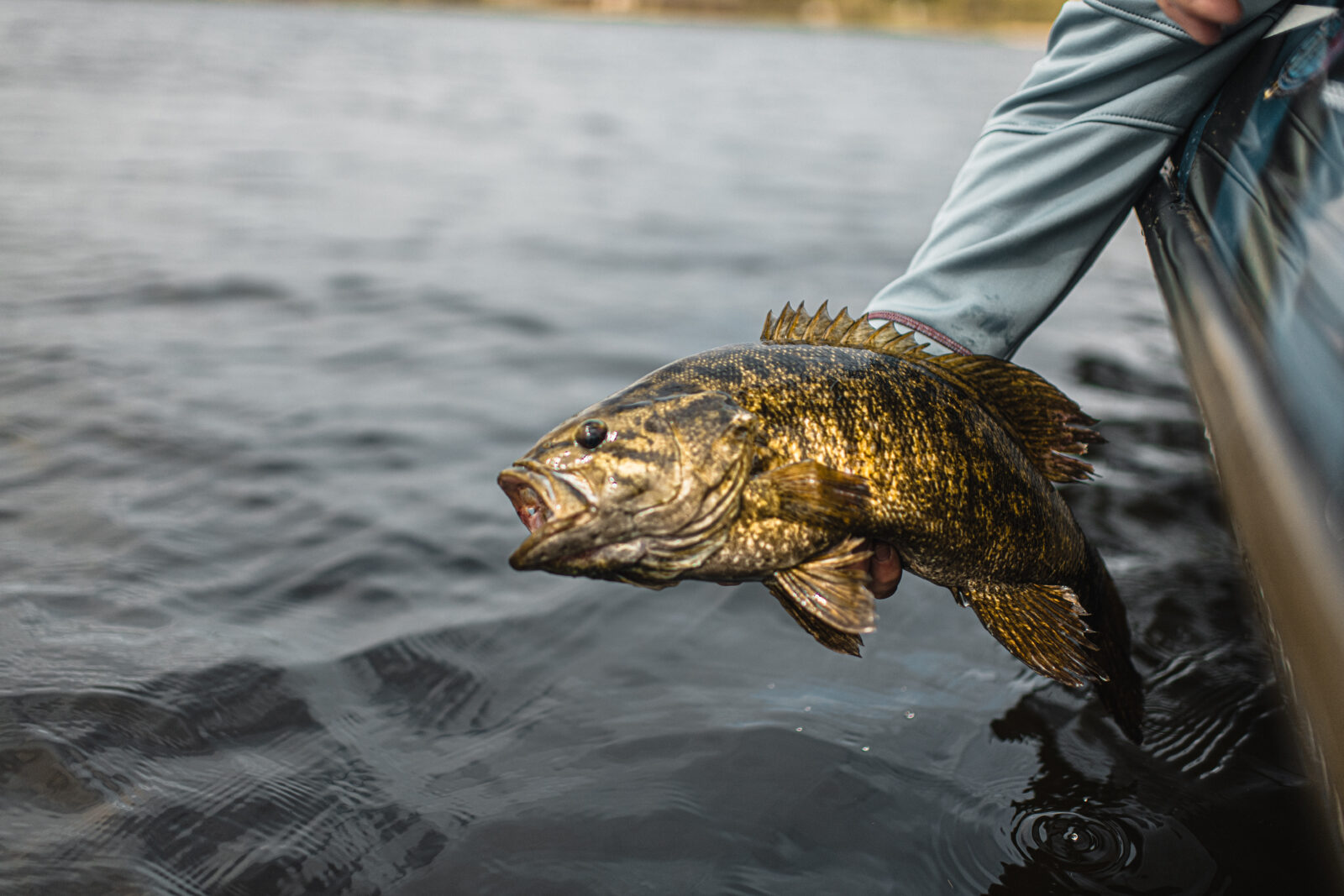 Large fish being held by an angler in a boat