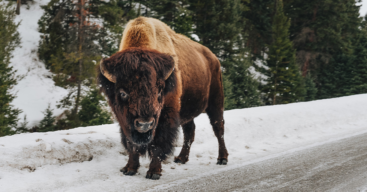 bison in rocky mountain national park