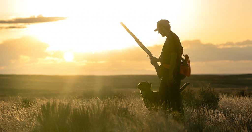 Upland bird hunter in the field