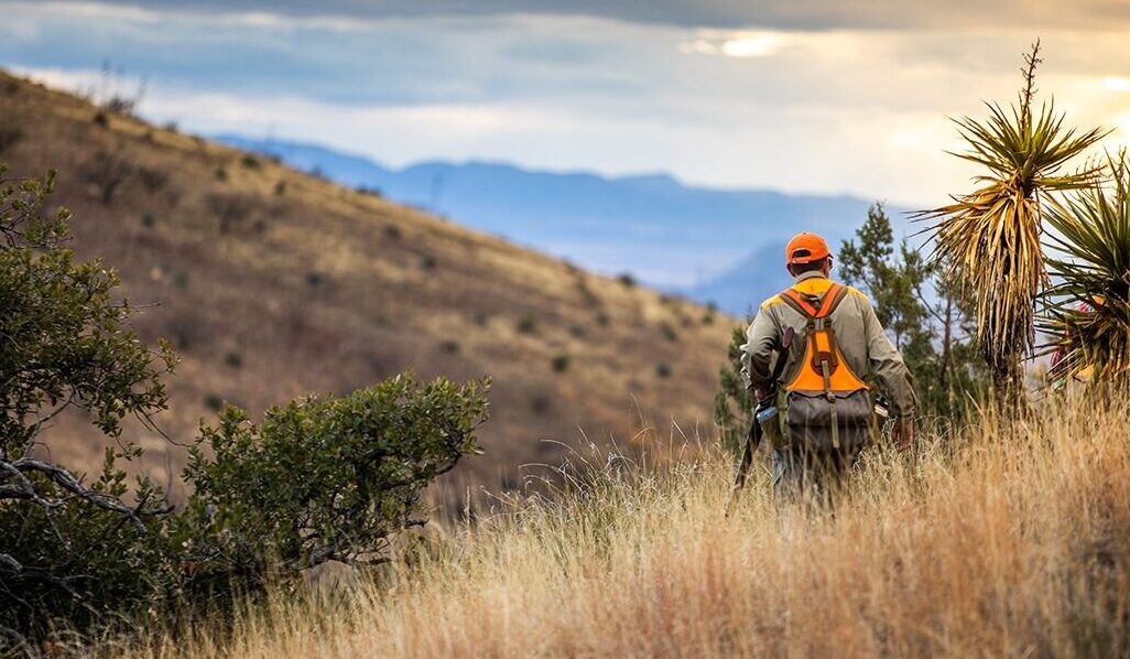 An upland hunter walks through rolling hills.