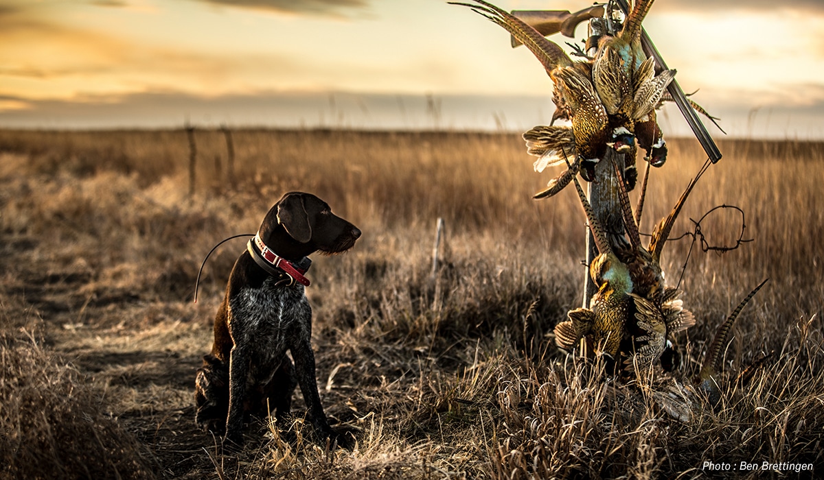 A hunting dog sits in a field with harvested pheasants.