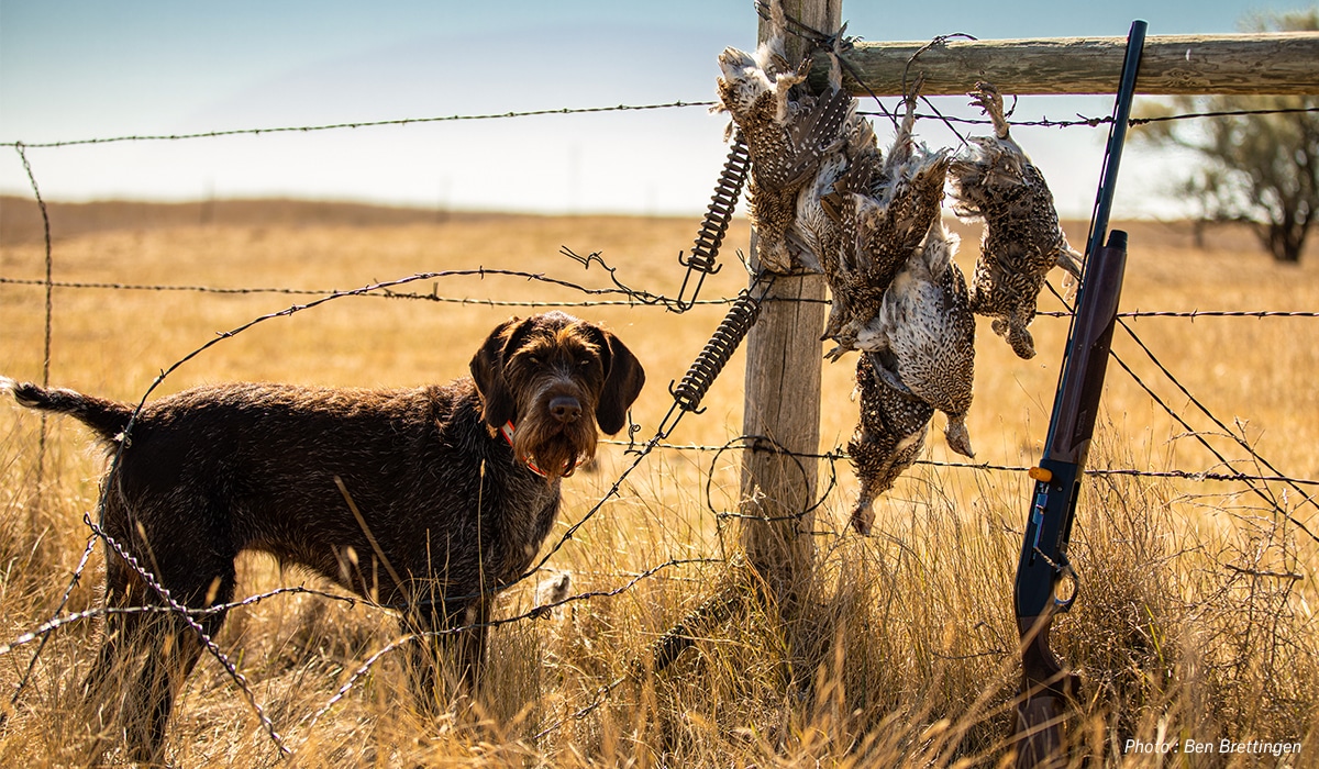 A bag limit and a faithful gun dog.