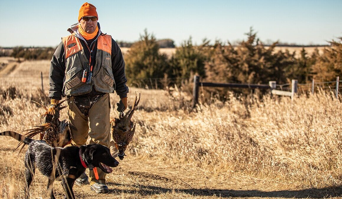A hunter walks back to his truck with his harvest.