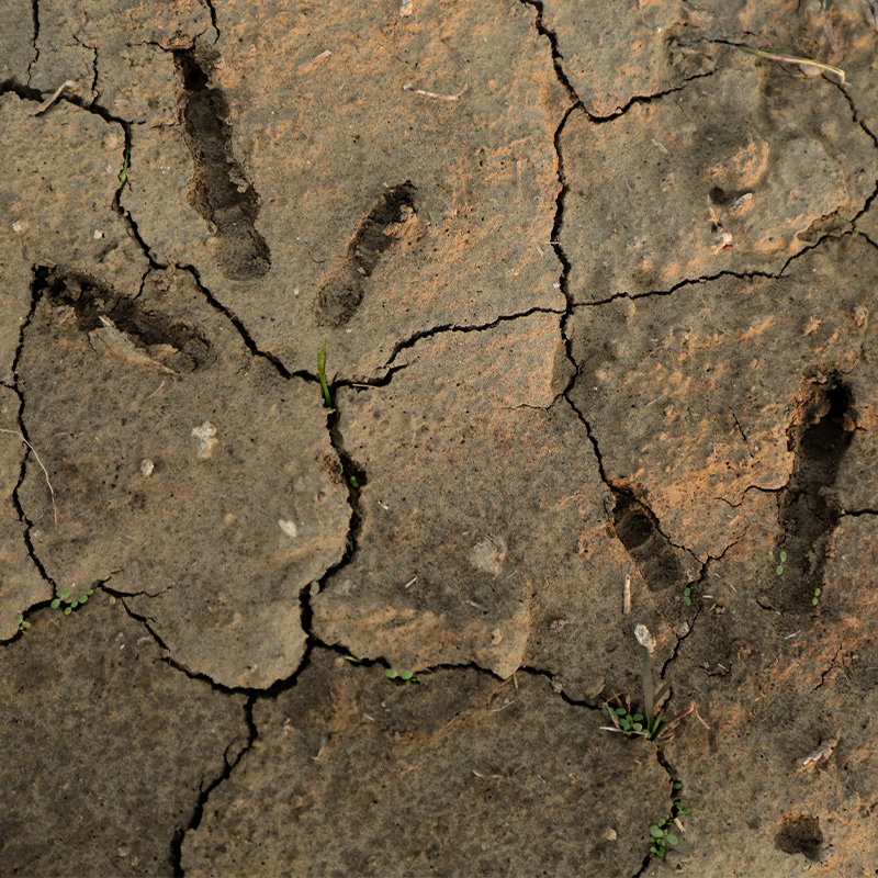 Turkey tracks in dried mud