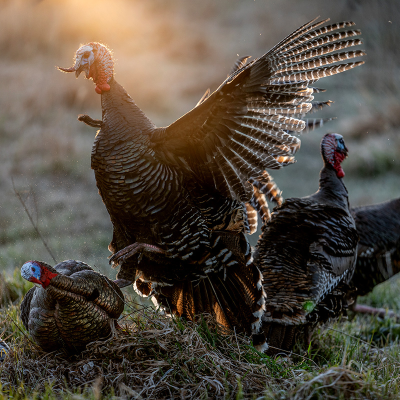 Turkey spreads its wings